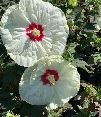 Hibiscus x Summerific® 'French Vanilla' - Rose Mallow from Pleasant Run Nursery
