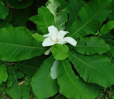 Magnolia macrophylla - Bigleaf Magnolia