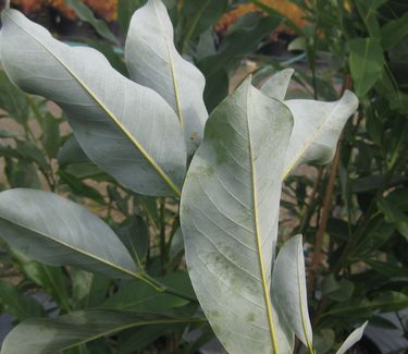 Magnolia virginiana (undersides)