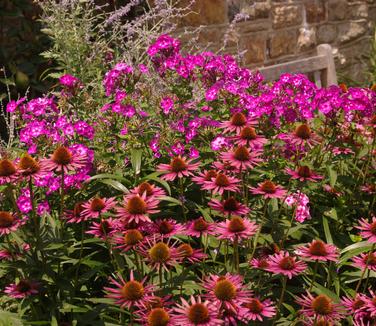 Echinacea purpurea 'Pica Bella' - Coneflower- Pica Bella from Pleasant Run Nursery