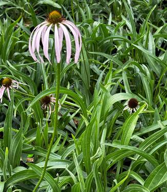 Echinacea simulata - Coneflower from Pleasant Run Nursery