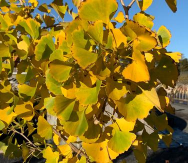 Ginkgo biloba 'Autumn Gold' - Maidenhair Tree from Pleasant Run Nursery