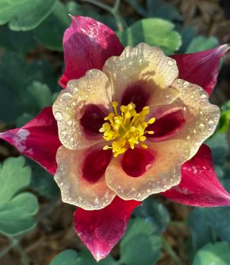 Aquilegia x Earlybird™ 'Red Yellow' - Columbine from Pleasant Run Nursery