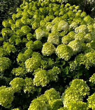 Hydrangea paniculata Lime Lime Punch® - Panicle Hydrangea from Pleasant Run Nursery
