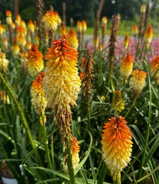 Kniphofia x Pyromania® 'Hot and Cold' - Red Hot Poker from Pleasant Run Nursery