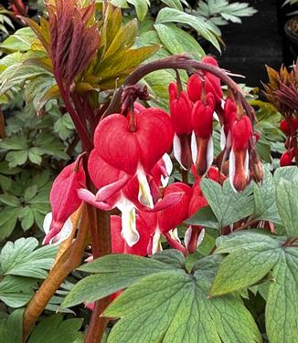 Dicentra spectabilis 'Valentine' - Bleeding Heart from Pleasant Run Nursery