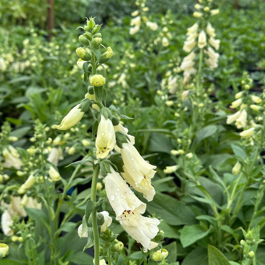 Digitalis purpurea 'Dalmatian Creme' - Foxglove from Pleasant Run Nursery