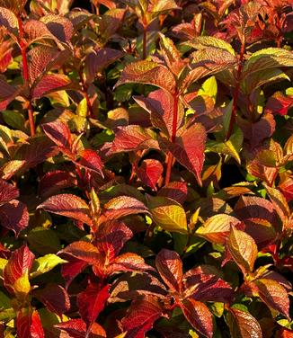 Weigela florida Midnight Sun™ - Midnight Sun Dwarf Weigela from Pleasant Run Nursery