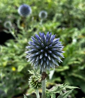 Echinops bannaticus 'Blue Glow' - Globe Thistle from Pleasant Run Nursery