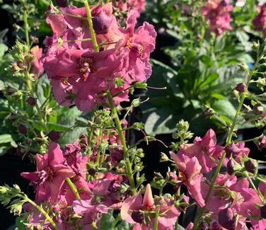 Verbascum x 'Plum Smokey' - Mullein from Pleasant Run Nursery