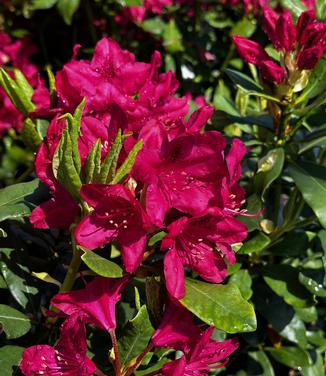 Rhododendron catawbiense 'Nova Zembla' - Catawba Rhododendron from Pleasant Run Nursery