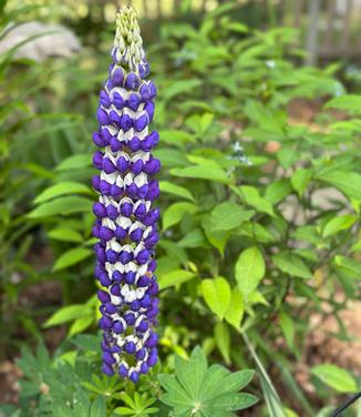 Lupine polyphyllus Westcountry™ 'Blacksmith' - Lupine from Pleasant Run Nursery