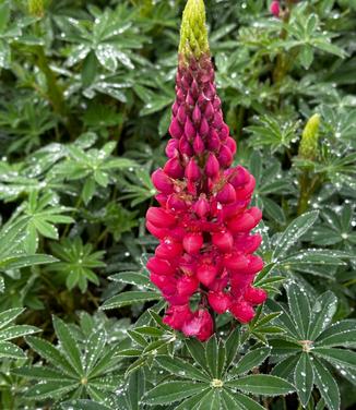Lupine polyphyllus Westcountry™ 'Red Rum' - Lupine from Pleasant Run Nursery