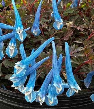 Corydalis 'Blue Heron' - Corydalis Blue Panda from Pleasant Run Nursery