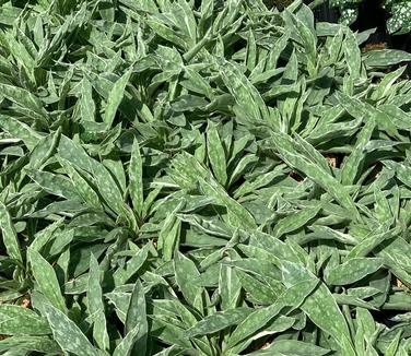 Pulmonaria x 'Raspberry Frost' - Lungwort from Pleasant Run Nursery