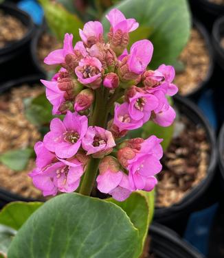 Bergenia cordifolia 'Red Beauty' - Pigsqueak from Pleasant Run Nursery