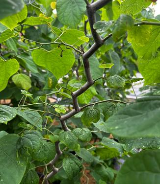 Cercis canadensis 'Zig Zag' - Eastern Redbud from Pleasant Run Nursery