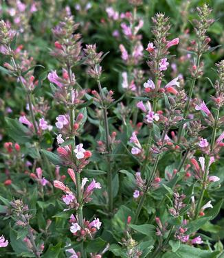Agastache x 'Pink Pearl' - Anise Hyssop from Pleasant Run Nursery