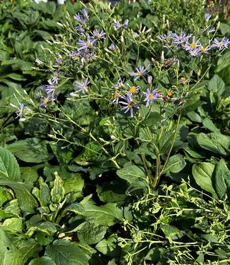 Aster macrophyllus 'Twilight' - Big Leaf Aster from Pleasant Run Nursery