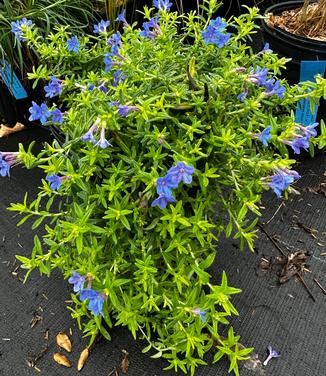 Lithodora diffusa 'Gold 'n Sapphires' - Lithodora- Grace Ward from Pleasant Run Nursery