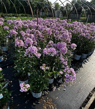 Phlox paniculata Luminary® 'Opalescence' - Garden Phlox from Pleasant Run Nursery