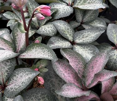 Helleborus x 'Frostkiss Dorothy's Dawn' - Hellebore, Lenten Rose from Pleasant Run Nursery