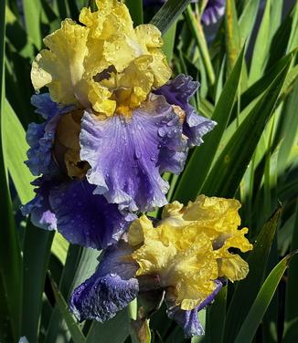 Iris germanica 'Edith Wolford' - German Bearded Iris from Pleasant Run Nursery