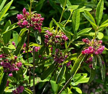 Kalmia angustifolia - Mountain Laurel from Pleasant Run Nursery