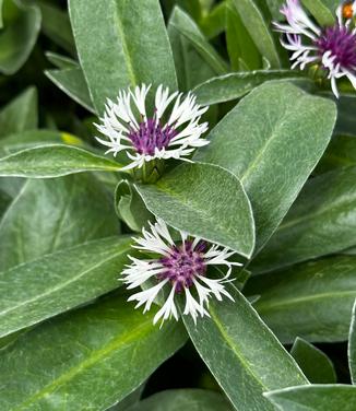 Centaurea montana 'Amethyst in Snow' - Cornflower from Pleasant Run Nursery