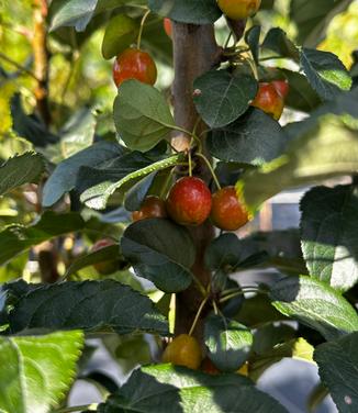 Malus x Ivory Spear® - Crabapple from Pleasant Run Nursery