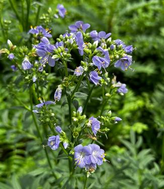 Polemonium yezoense 'Purple Rain' - Stairway to Heaven Jac. Ladder from Pleasant Run Nursery