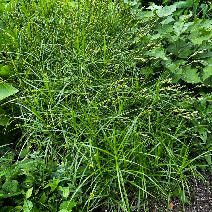 Carex muskingumensis - Palm Sedge from Pleasant Run Nursery