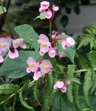 Begonia grandis - Hardy Begonia from Pleasant Run Nursery