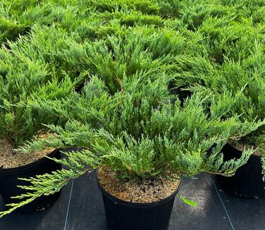Juniperus horizontalis 'Andorra Compacta' - Andorra Juniper from Pleasant Run Nursery