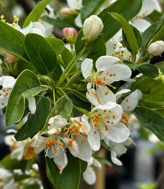 Malus x 'Sugar Tyme' - Crabapple from Pleasant Run Nursery