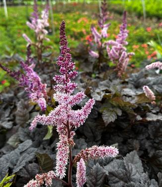Astilbe chinensis 'Dark Side of the Moon' - Astilbe - Chinese from Pleasant Run Nursery