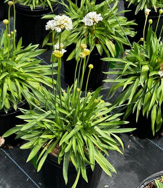 Armeria pseudarmeria 'Ballerina White' - Great Thrift from Pleasant Run Nursery