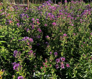 Aster novae-angliae - New England Aster from Pleasant Run Nursery