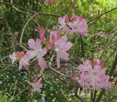 Rhododendron vaseyi - Pinkshell Azalea