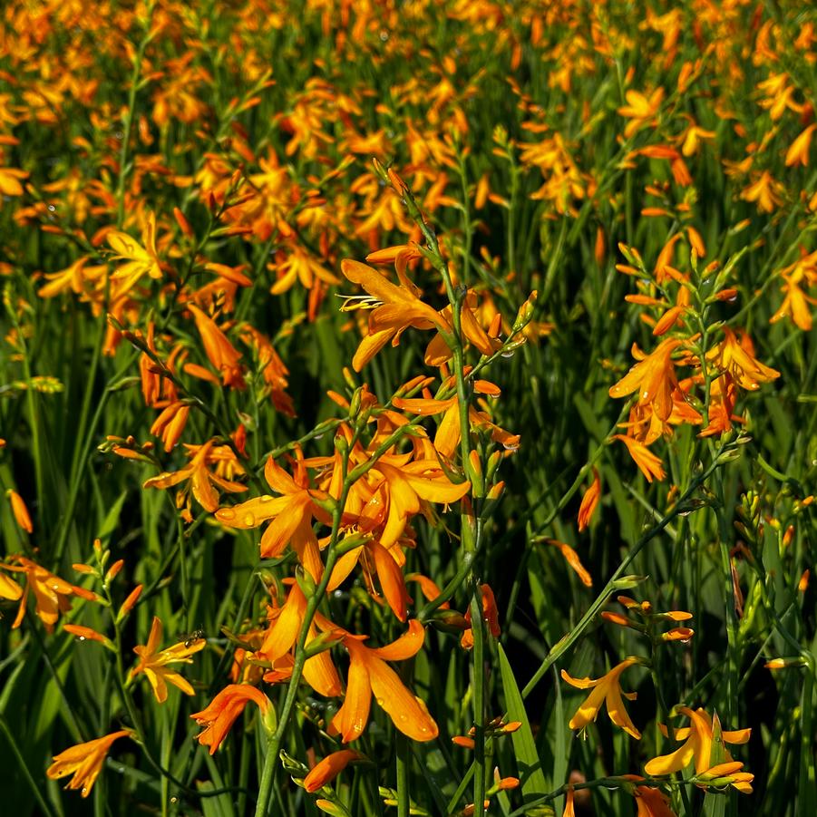 Crocosmia x crocosmiiflora 'George Davidson' - Montbretia from Pleasant Run Nursery