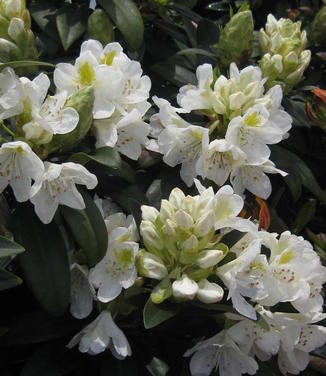 Rhododendron catawbiense Chionoides