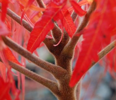 Rhus typhina 'Laciniata' (Fall Color)