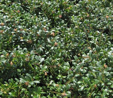 Arctostaphylos uva-ursi Massachusetts - Bearberry 