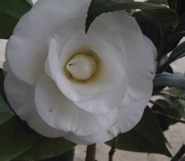 Camellia x April Snow