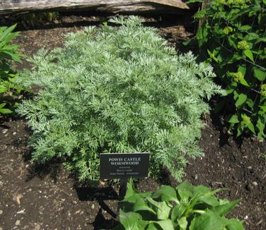 Artemisia x Powis Castle (@ Cornell Bot Gardens)