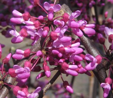 Cercis canadensis Lavender Twist™ ('Covey') - Eastern Redbud