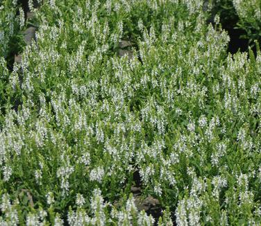 Salvia nemorosa Snow Hill 