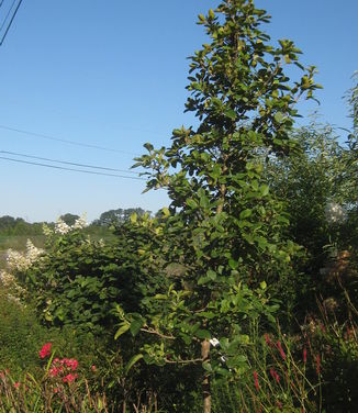 Chionanthus retusus Tokyo Tower - Chinese Fringetree