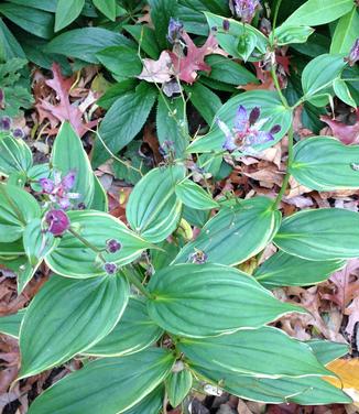 Tricyrtis formosana Samurai