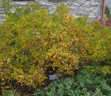 Clethra alnifolia Ruby Spice (fall color) Scott Arb